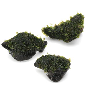 ijā@nlSPspDJ[Y@؁@~jTCYi8cmȉjitji_ji3j