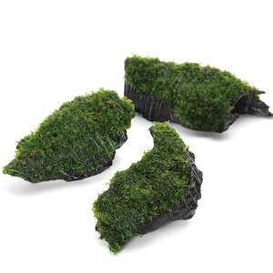 ijā@v~AO[X@؁@SSTCYi10cmjitji_ji1j