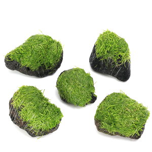 ijā@VA@nΏi3`5cmjitji_ji5j@kCEBq֗vۉ