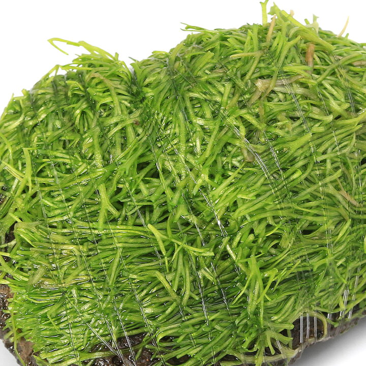 楽天市場】（水草）巻きたて リシア 溶岩石小粒（3〜5cm）（水中葉 