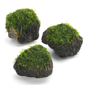 ijā@EB[sOX@nSTCYi10cmjitji_ji1j