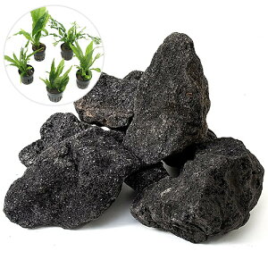 ijCAEgfސZbgVerDn΁i܂~N\E2{܂AkrAX1ji1Zbgj