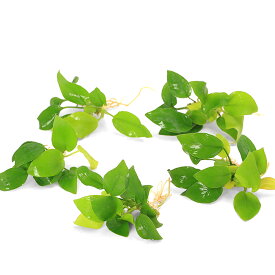 （水草）★株売り★　アヌビアスナナ　ゴールデン（水上葉）（5株）