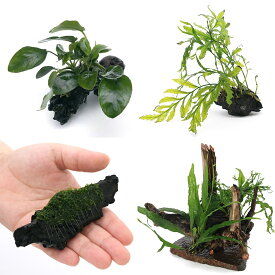 （水草）置くだけ簡単レイアウト　4点セット（水中葉）（1セット）　本州四国限定