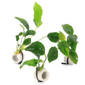 ij}`OzCgij@AkrAXiiitji1j