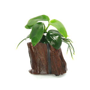 ijgD|{@AkrAXii@؂芔؁@~jTCYitji1j