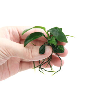 ij聚@gD|{@AkrAXiiitji3j