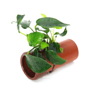 ijAkrAXii@yǁijitji1j