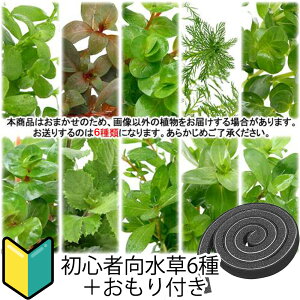 ijSҌ@܂lߍ킹pbN@6iv60{j{Zbgitji_ji1pbNj