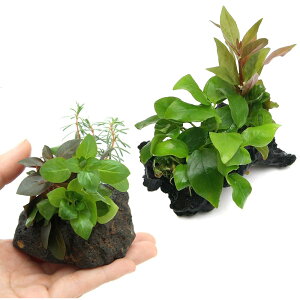 ijXlC̐񂹐A 2Zbg n΁{Sitji_jie1j