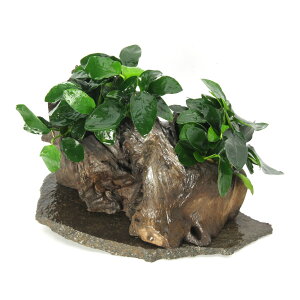 ij_@ā@AkrAXiitCAEg؁itji1ji461840j