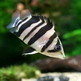 楽天市場 熱帯魚 大型魚 種 観賞魚 ベラ ラス の通販 楽天市場 熱帯魚 大型魚 種 観賞魚 ベラ ラス の通販