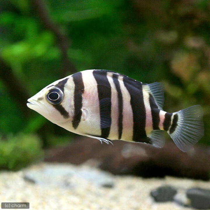 楽天市場】（熱帯魚）ダトニオプラスワン Sサイズ（約3．5〜7cm 