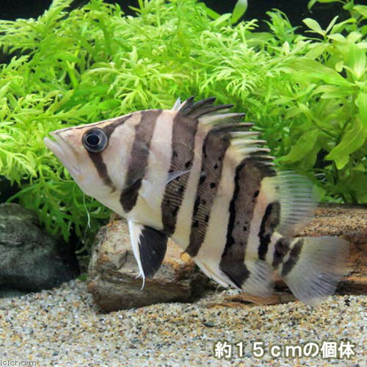楽天市場】（熱帯魚）ダトニオプラスワン Sサイズ（約3．5〜7cm 