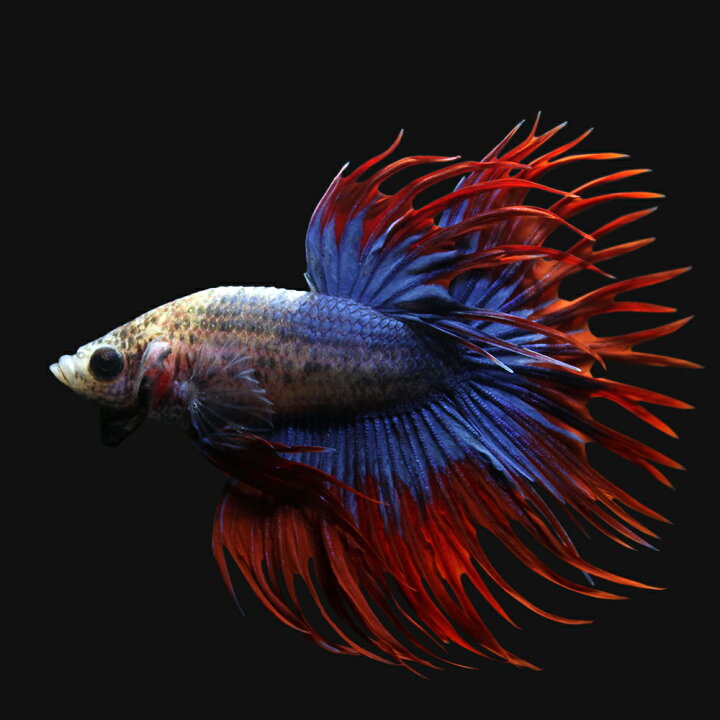 楽天市場 熱帯魚 ベタ クラウンテール 色指定なし オス １匹 北海道航空便要保温 Charm 楽天市場店