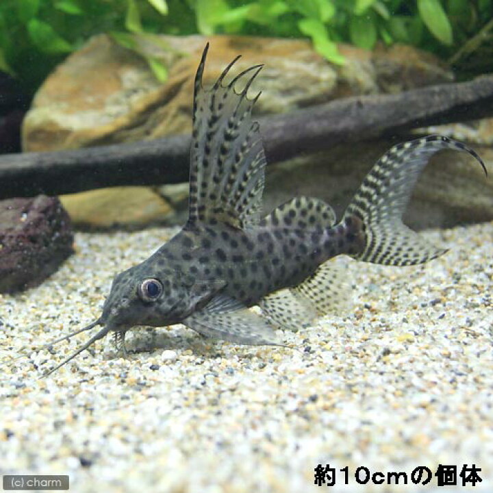 楽天市場】（熱帯魚）シノドンティス・エプタルス（1匹） 北海道航空 