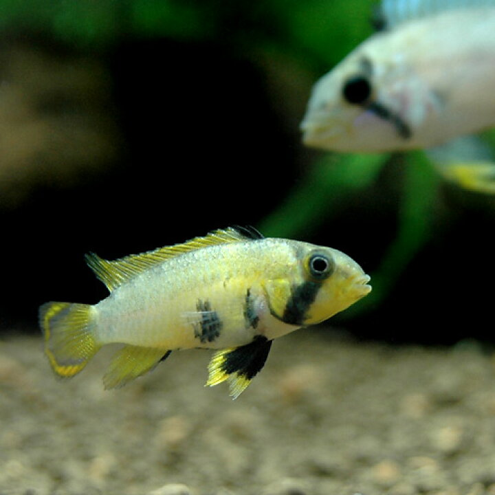 以上節約 熱帯魚 アピストグラマsp inka 50 1ペア 北海道航空便要保温 沖縄別途送料 Shipsctc Org 以上節約 熱帯魚 アピストグラマsp inka 50 1ペア 北海道航空便要保温 沖縄別途送料 Shipsctc Org
