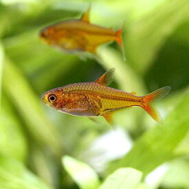 （熱帯魚）ファイアー・テトラ（4匹）　北海道航空便要保温