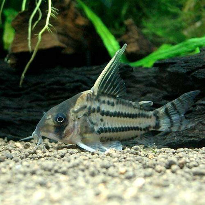 楽天市場 熱帯魚 コリドラス スーパーシュワルツィ ワイルド 1匹 北海道 九州 沖縄航空便要保温 Charm 楽天市場店 楽天市場 熱帯魚 コリドラス スーパーシュワルツィ ワイルド 1匹 北海道 九州 沖縄航空便要保温 Charm 楽天市場店