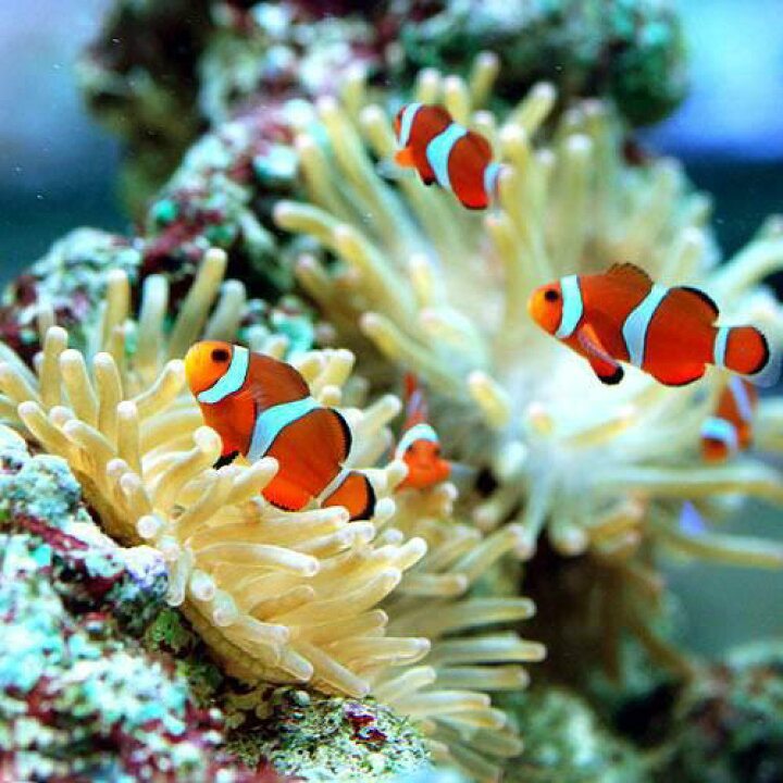 楽天市場 海水魚 カクレクマノミ 国産ブリード １匹 熱帯魚 Charm 楽天市場店