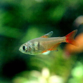 （熱帯魚）フレーム・テトラ（6匹）　北海道航空便要保温