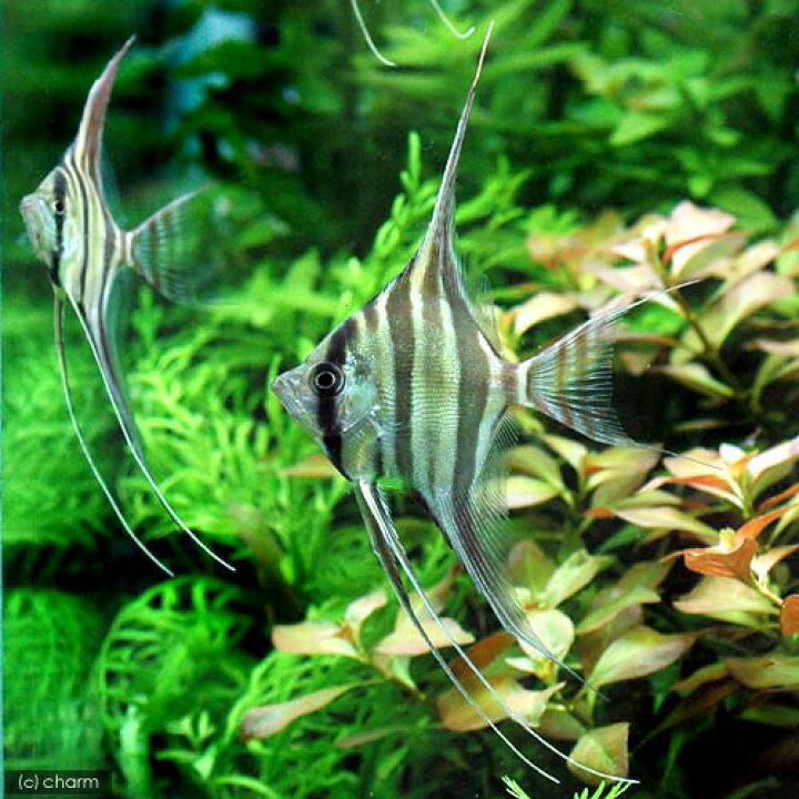 楽天市場 熱帯魚 アルタム エンゼルフィッシュ ｓサイズ ワイルド １匹 北海道 九州航空便要保温 沖縄別途送料 Charm 楽天市場店