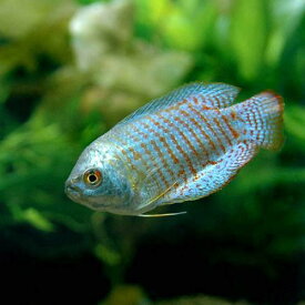 楽天市場 淡水 フグ 餌 観賞魚 熱帯魚 アクアリウム ペット ペットグッズの通販