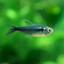 （熱帯魚）ブリリアントブラック・ネオン（4匹）　北海道航空便要保温