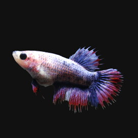 楽天市場 熱帯魚 エビ他 熱帯魚 エビ他 ベタ グラミー アナバス 改良ベタ クラウンテール Charm 楽天市場店