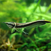 楽天市場】ブラック アロワナ 生体（観賞魚｜熱帯魚・アクアリウム 