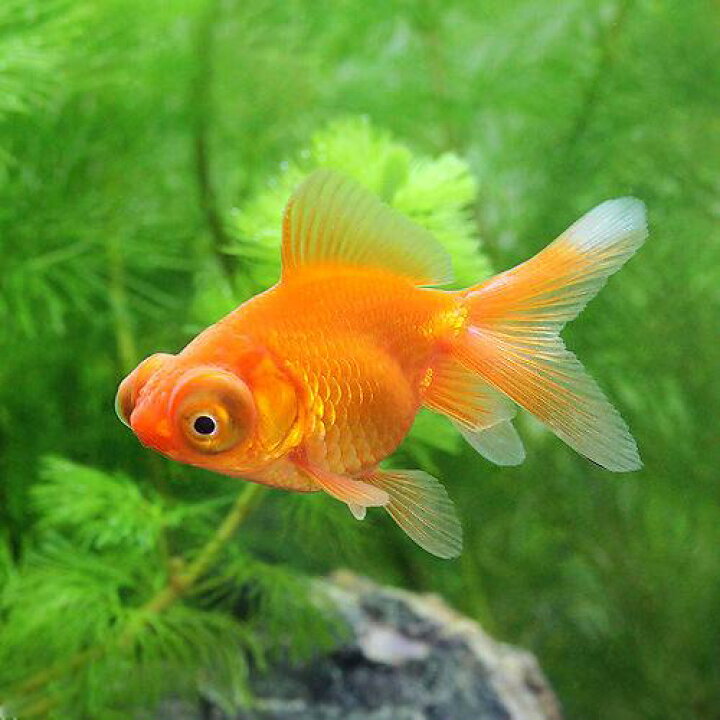 新しく着き 国産金魚 水草 コメット １匹 ホテイ草 １株 セット 北海道 九州航空便要保温 Shipsctc Org