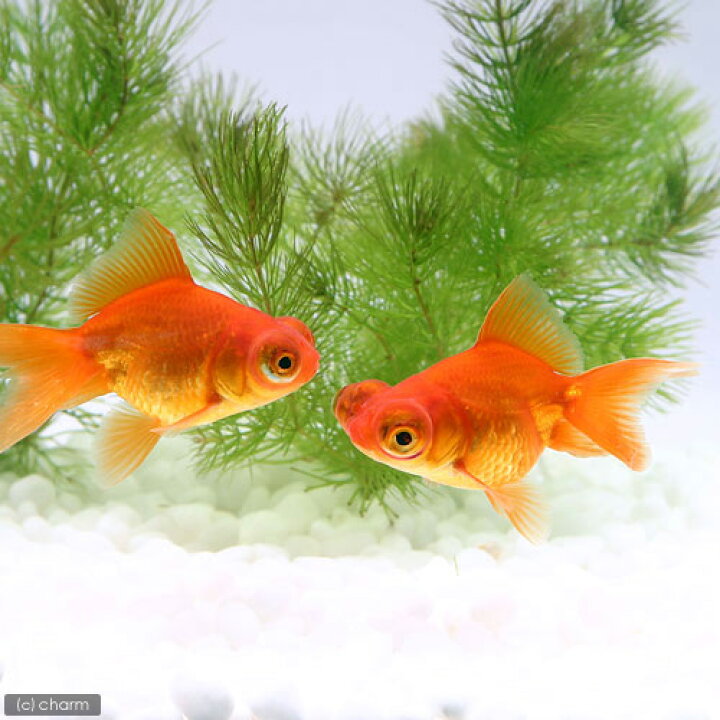 楽天市場】（国産金魚）赤出目金（デメキン）（1匹） : charm 楽天市場店