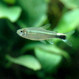 楽天市場 アマゾン川 熱帯魚の通販
