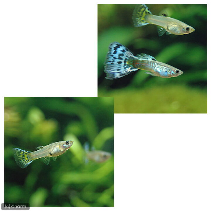 楽天市場 熱帯魚 オールドファッションブルーモザイク グッピー 国産グッピー １ペア 北海道航空便要保温 Charm 楽天市場店