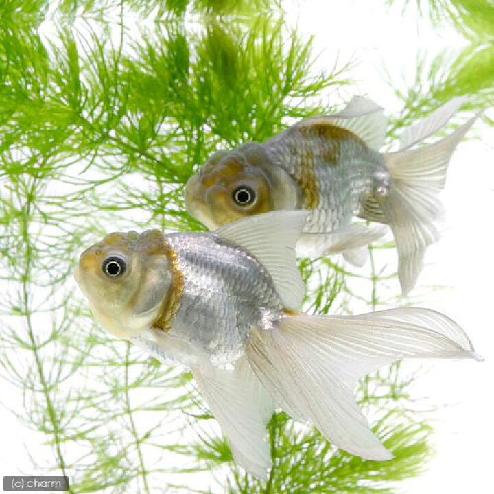 楽天市場】（国産金魚）青文魚（1匹） : charm 楽天市場店