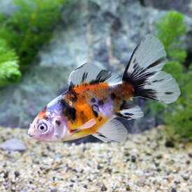 （国産金魚）ブリストル朱文金（1匹）