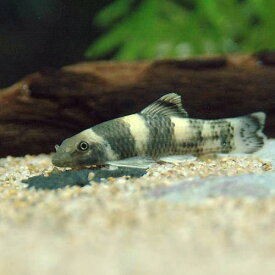 楽天市場 熱帯魚 ローチ 種類の通販