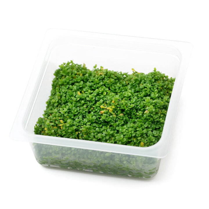 楽天市場 水草 オリジナル組織培養 キューバパールグラス 無農薬 １カップ 北海道航空便要保温 Charm 楽天市場店