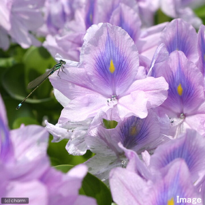 浮草 斑入りホテイ草 メダカ 国産 金魚 ３株 輝く高品質な 国産