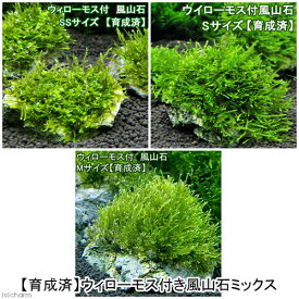 楽天市場 水草 送料無料の通販