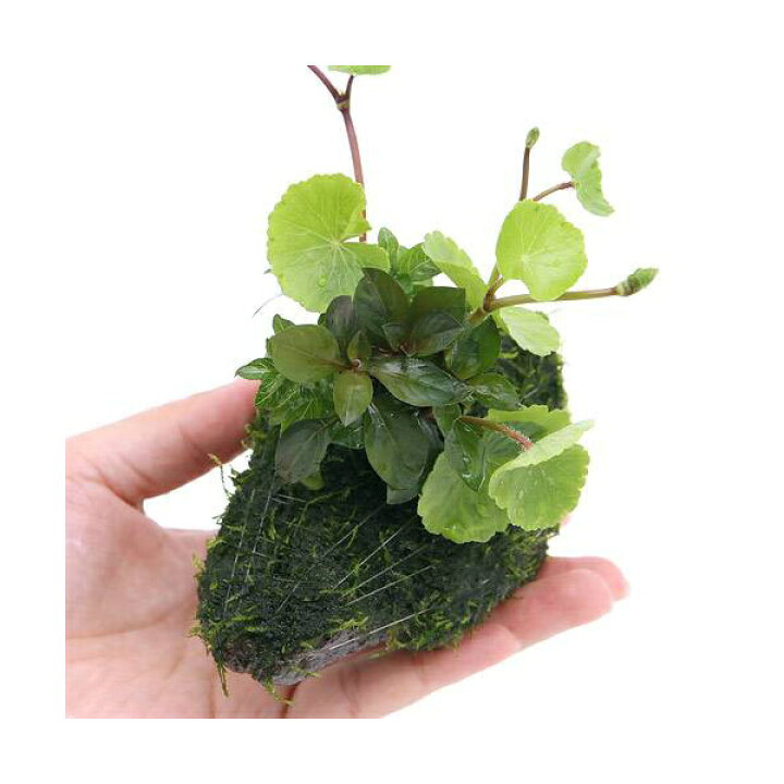 楽天市場 水草 巻きたて 水草ビギナー ザ モスボンサイ 無農薬 水上葉 Charm 楽天市場店