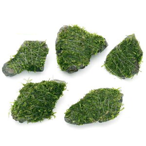 ijā@EB[X@RΏitji_ji3j