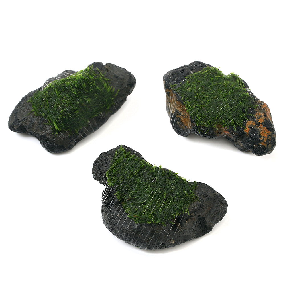 （水草）巻きたて　ウィローモス　溶岩石（約５〜８ｃｍ）（水中葉）（無農薬）（１個） | charm 楽天市場店
