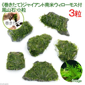 楽天市場 ウィローモス 活着 石の通販 楽天市場 ウィローモス 活着 石の通販