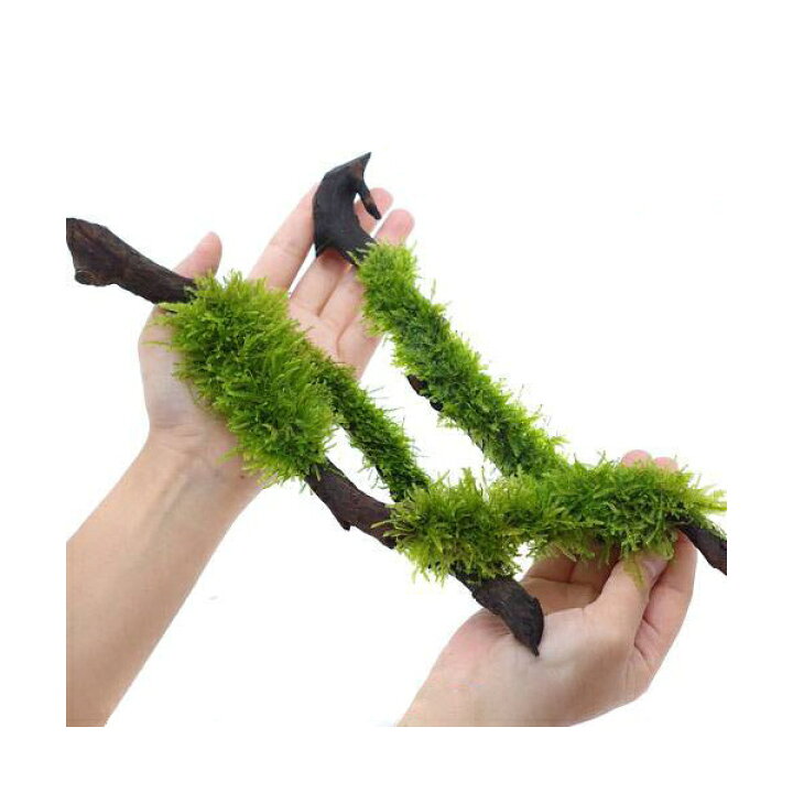 期間限定で特別価格 水草 巻きたて ジャイアント南米ウィローモス付 枝状流木 mサイズ 約20cm 水中葉 無農薬 3本 期間限定で特別価格 水草 巻きたて ジャイアント南米ウィローモス付 枝状流木 mサイズ 約20cm 水中葉 無農薬 3本