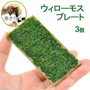 ijā@EB[X@v[gitji_ji3j