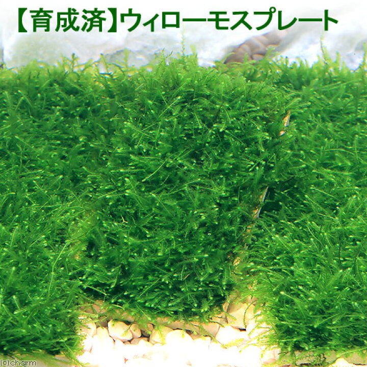 楽天市場 水草 育成済 ウィローモスプレート 水中葉 無農薬 １個 Charm 楽天市場店
