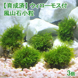 （水草）育成済　ウィローモス　風山石小粒（水中葉）（無農薬）（3粒）