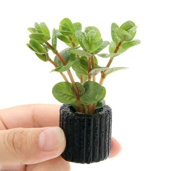 楽天市場 水草 マルチリングブラック 黒 ロタラ ロトンディフォリア 水上葉 無農薬 １個 Charm 楽天市場店