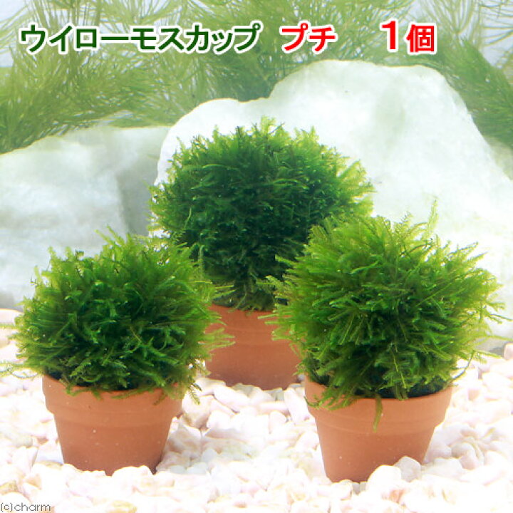 楽天市場 水草 育成済 ウィローモス カッププチ 水中葉 無農薬 １個 北海道航空便要保温 Charm 楽天市場店